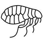fleas pest control icon